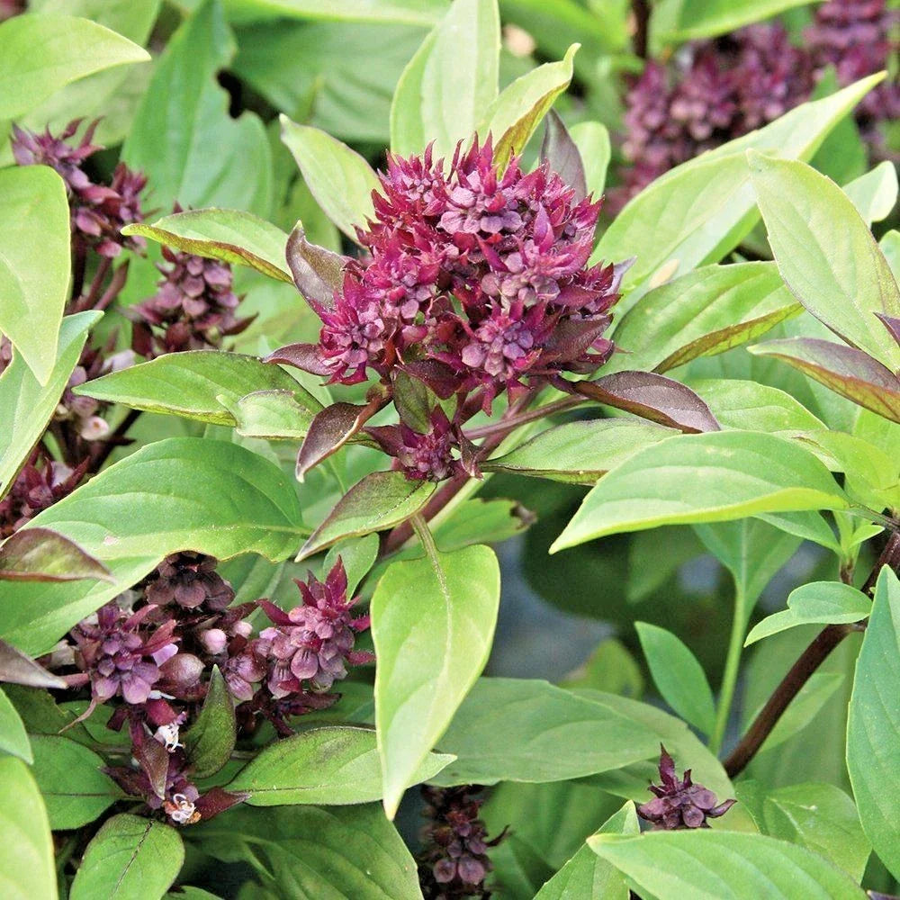 Siam Queen Basil Seeds - Organic Ocimum basilicum for Summer Garden & Containers