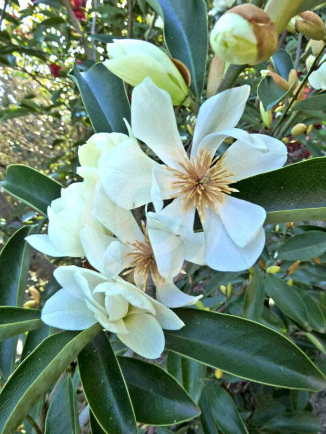Live Sweetbay Magnolia Tree Plant 10-30 Inches, Magnolia virginiana, Fragrant White Flowers, Evergreen, Water Garden Suitable
