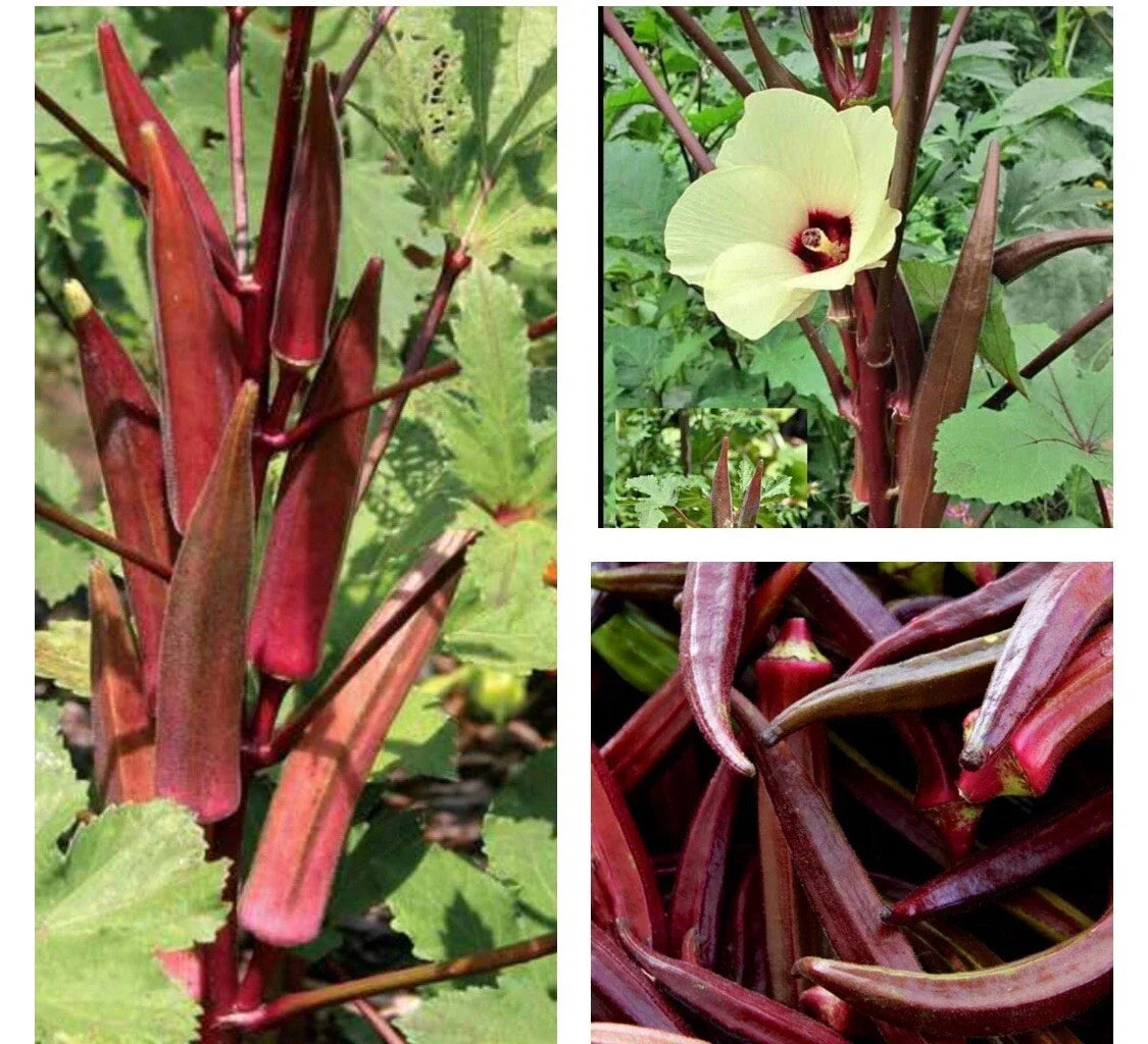 Red Burgundy Okra Seeds - Non-GMO Heirloom Abelmoschus esculentus, 30+ Seeds for Container & Garden Growth