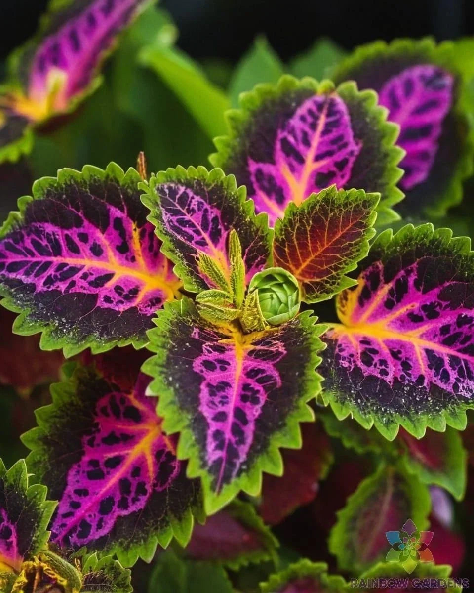 Rainbow Coleus Seeds - 25+ Varieties for Garden Planting - Coleus blumei, Vibrant Foliage, Easy to Grow, Container & Landscape Gardening
