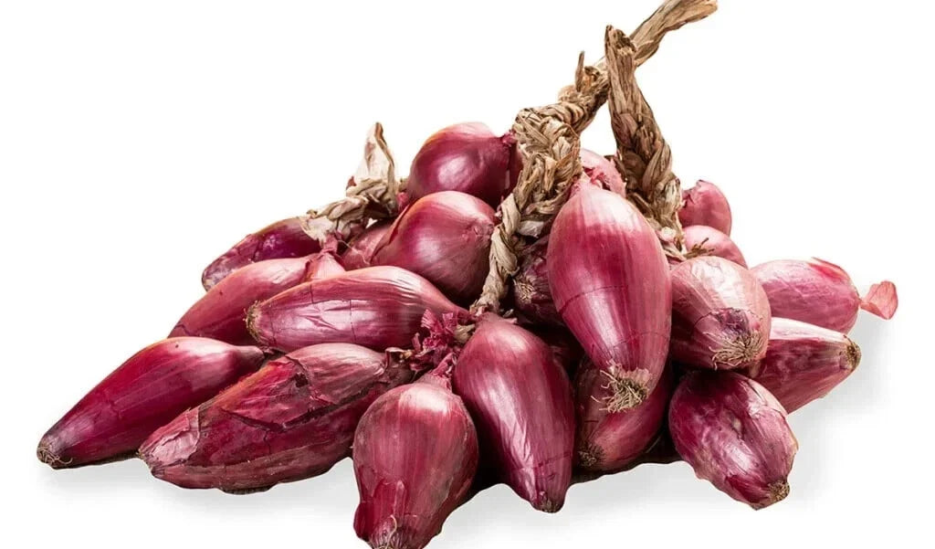 Tropea Lunga Onion Seeds - 500+ Pack, Italian Sweet Allium cepa, Garden Planting, Non-GMO, Full Sun, Easy to Grow