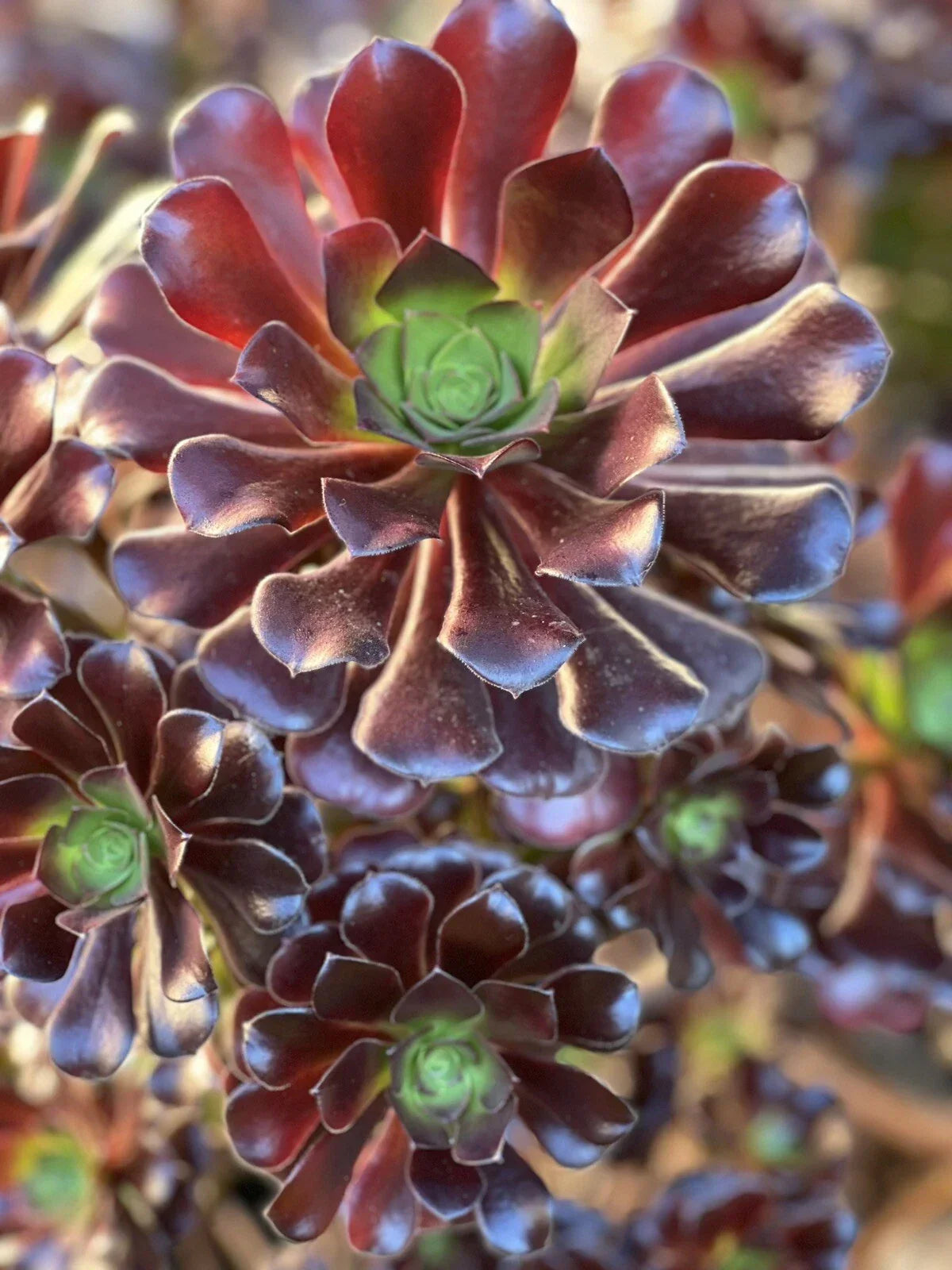 Aeonium Velour Cutting - Succulent Plant Cutting for Indoor and Outdoor