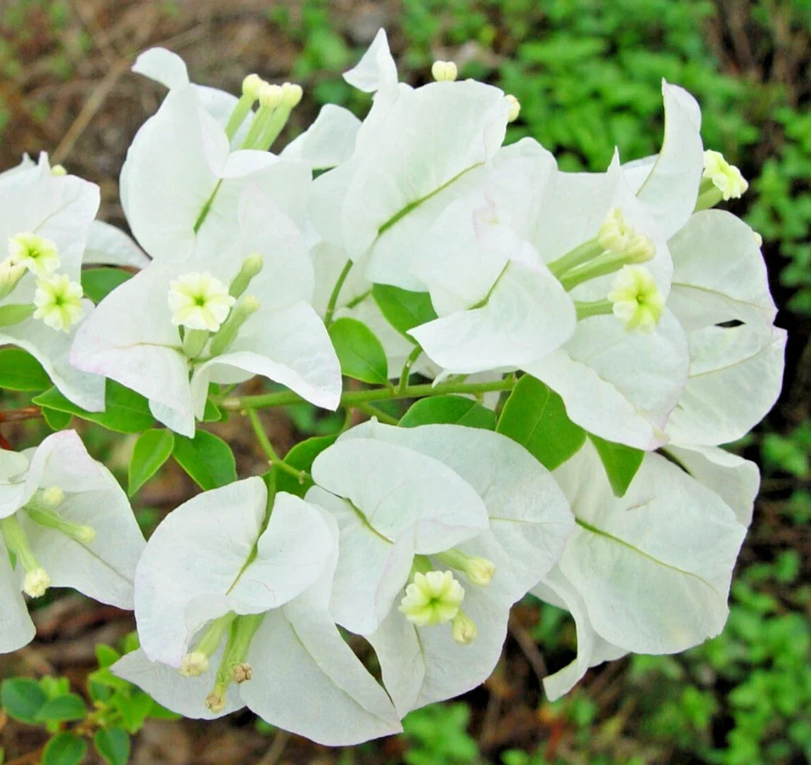 Bougainvillea Glabra ABRA WHITE Live Plant 20" Climbing Vine Shrub Drought-Tolerant Evergreen