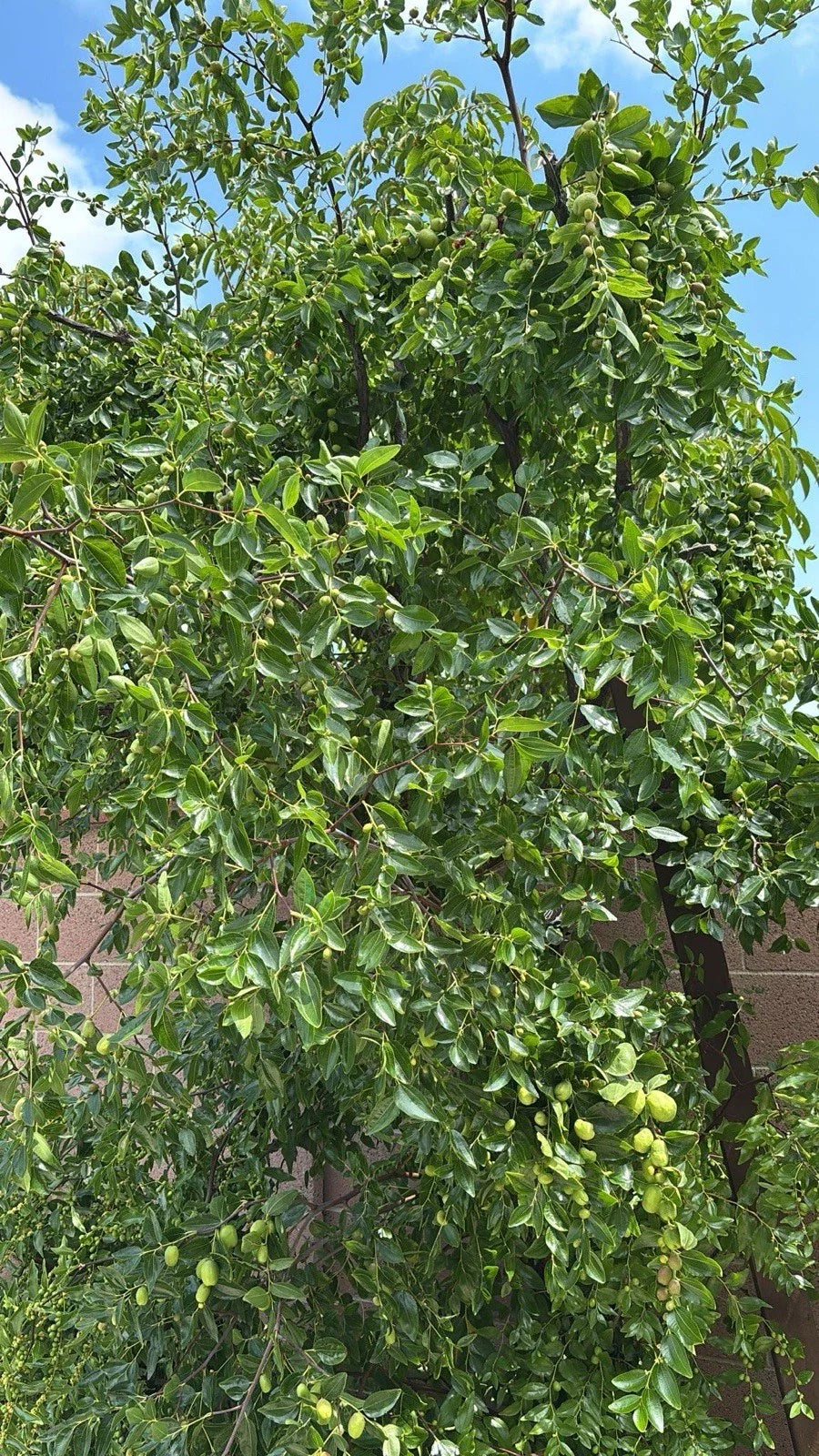 Jujube Tree Cuttings 5pcs | Ziziphus jujuba | Organic Fruit Tree Propagation Supplies