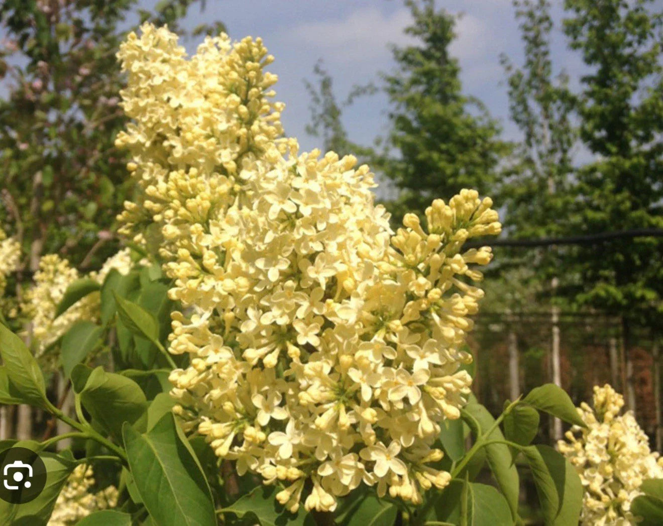 Primrose Lilac Starter Plant 4-8" Syringa Vulgaris Fragrant Flowering Shrub for Garden & Landscape