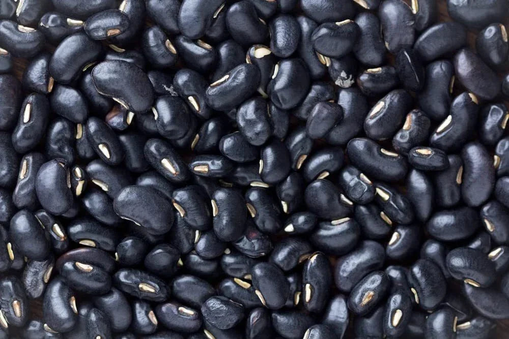 Black Bean Seeds for Planting - 30 Easy to Grow Phaseolus vulgaris Seeds with High Nutritional Value