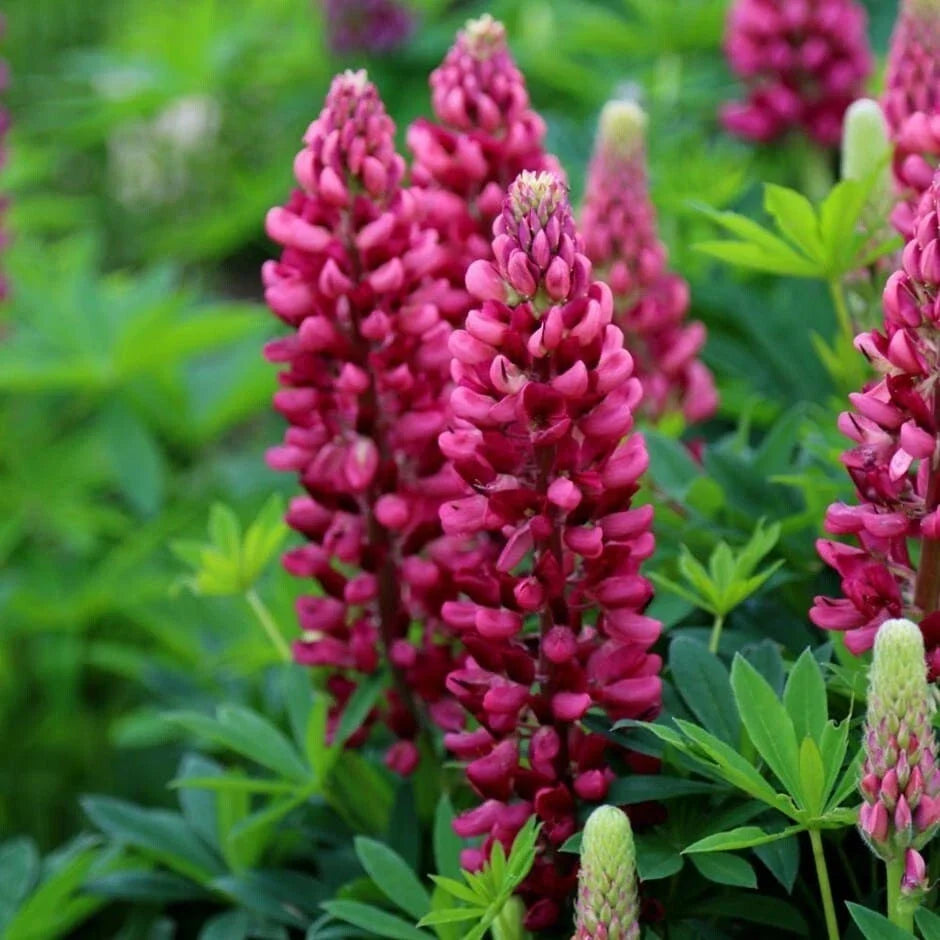 Gallery Red Lupine Seeds – Perennial Hardy Flower, Lupinus polyphyllus, Vibrant Red Blooms, Full Sun, Easy to Grow, 25 Seeds