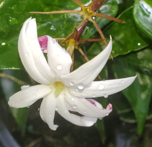 Angel Wing Jasmine Starter Plant 5-7" Jasminum nitidum Fragrant White Star Blooms Vining Climber