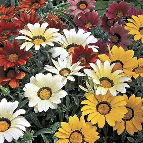 Gazania Seeds - Frosty Kiss Mix, Colorful Annual Flower Seeds, Gazania rigens, 25 Pack
