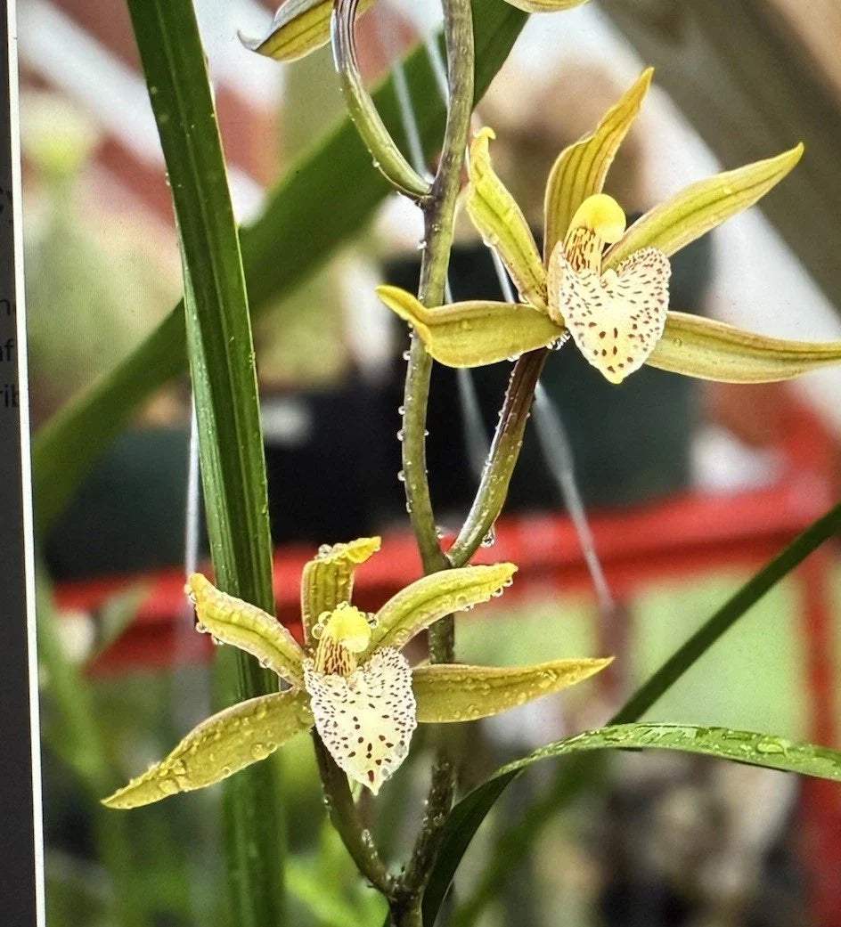 Cymbidium Orchid Seedling - Black Mosquito Variety - Indoor Plant - No Pot - Unique Perennial Orchid