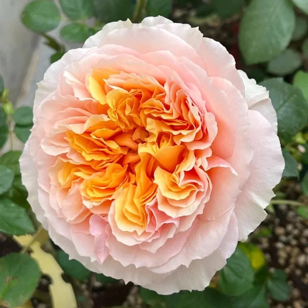 Impressionist Climbing Rose Cuttings – Everblooming Large Blooms – Rosa 'Impressionist' Live Plant Set of 4