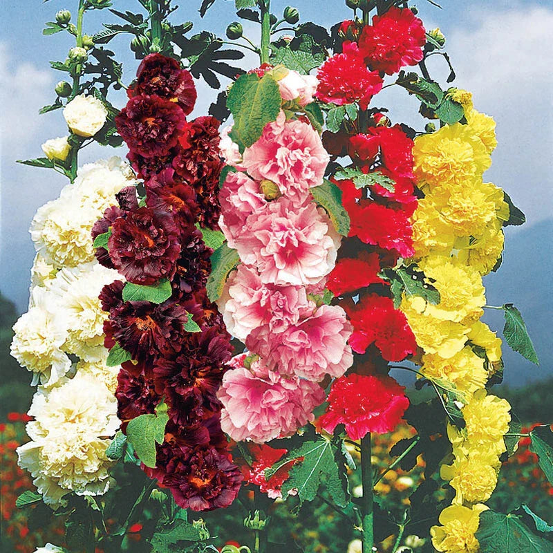 Hollyhock Seeds - 35 Seeds - Chater's Double Mix - Alcea rosea