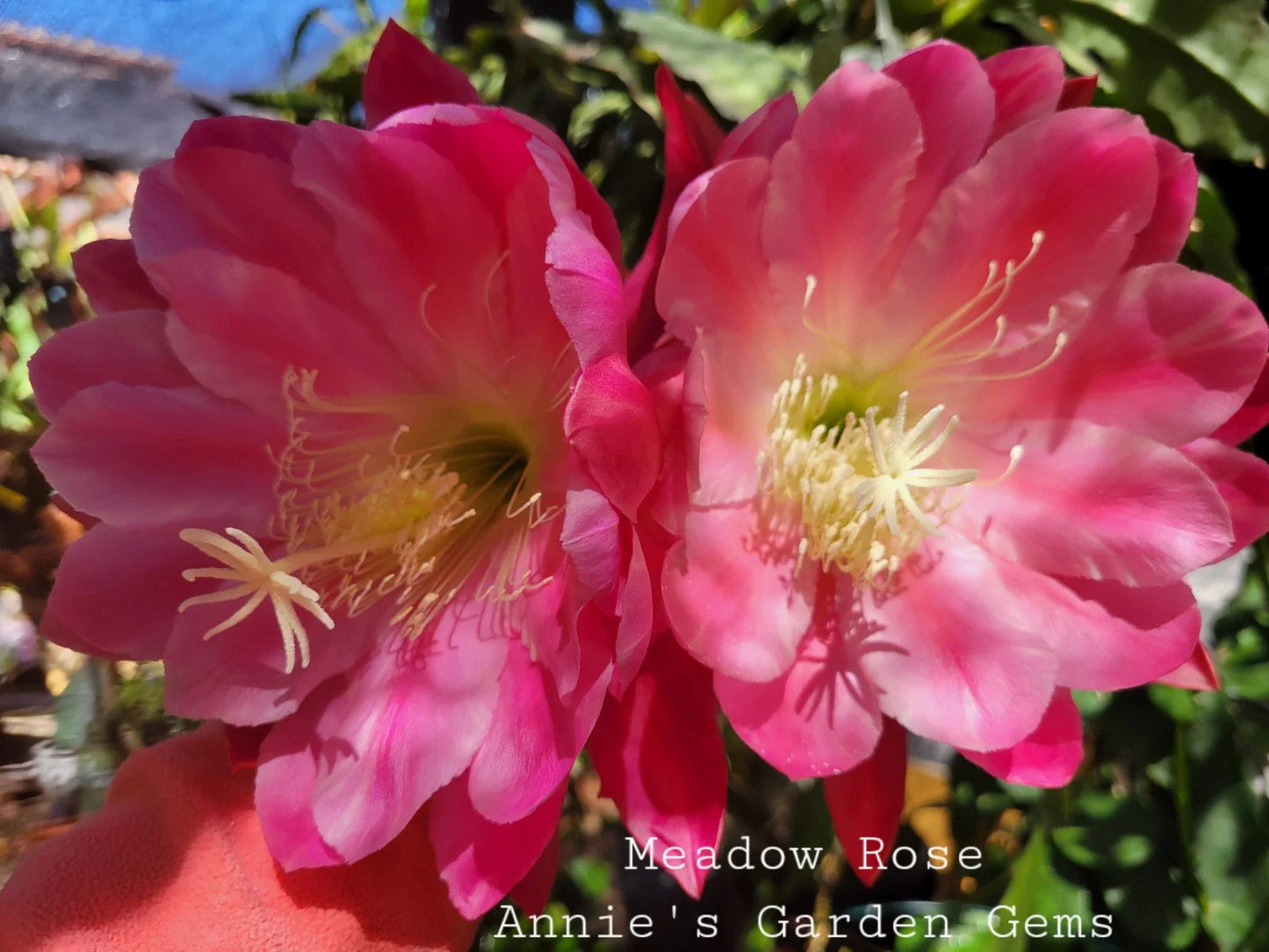 Epiphyllum Meadow Rose Cuttings - 8-10 Inches Unrooted Exotic Houseplant Cactus