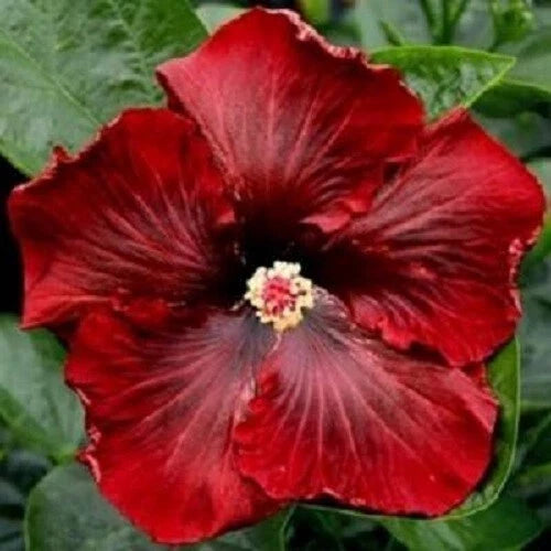 Dark Red Hibiscus Seeds – Perennial Flower Seeds for Garden Beds & Containers – Hibiscus rosa-sinensis – 20 Pack