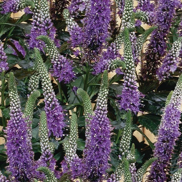 Purple Veronica Seeds - Perennial Flower Seeds - Veronica spicata - Vibrant Purple Blooms for Garden, Borders, Containers