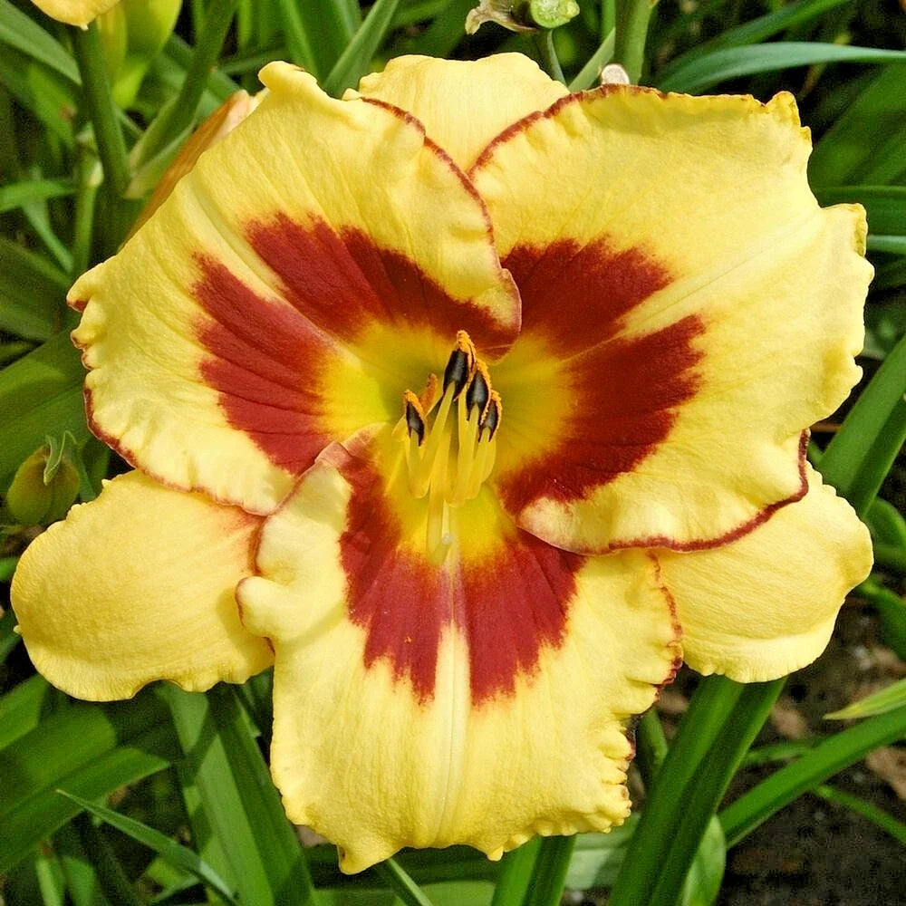 Daylily Plant Live Root Hemerocallis 'El Desperado' Yellow Purple Blooms Zone 3-8