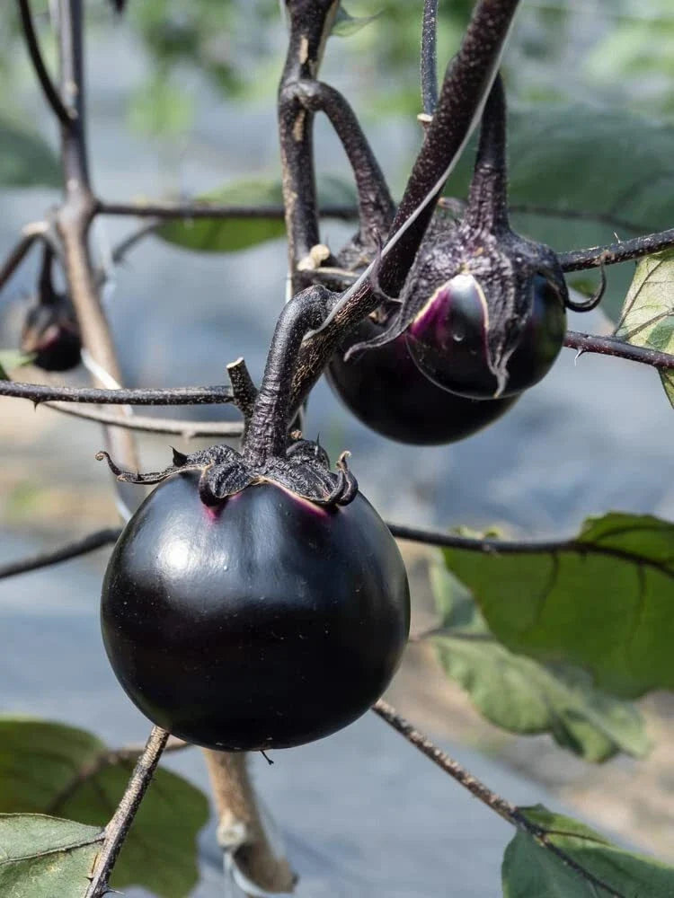 Kamo Eggplant Seeds - 50 Count, Round Black, Edible & Ornamental Solanum melongena