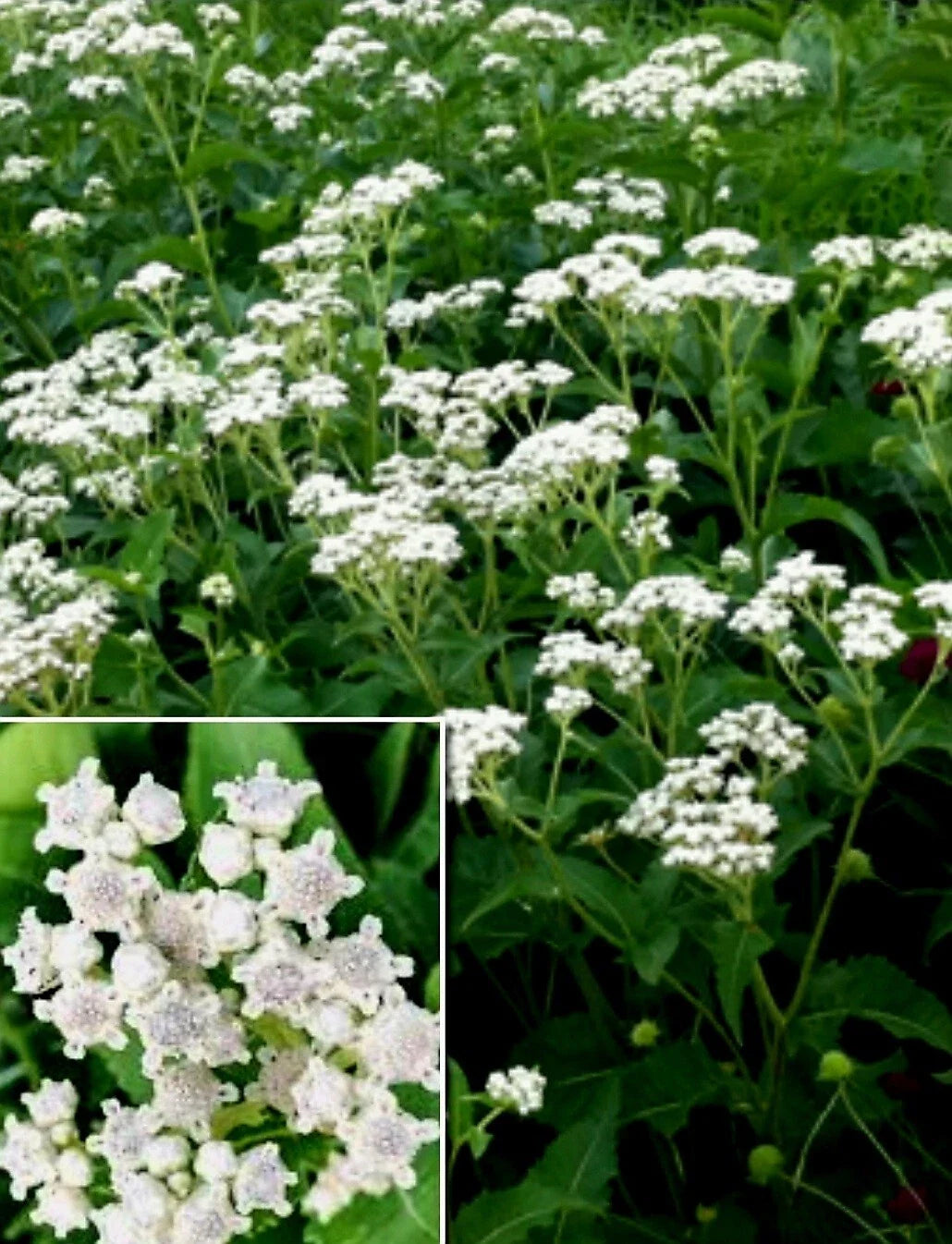 Wildflower Seeds - 100+ Parthenium integrifolium - Medicinal Herb, Wild Quinine Seeds for Gardens & Natural Landscaping