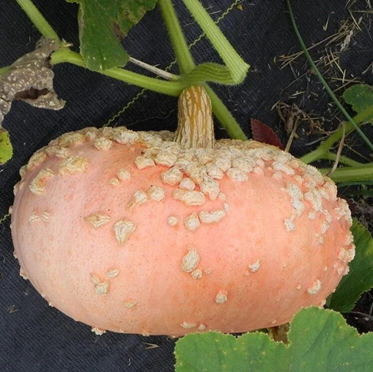 Galeuse D'eysines Seeds – French Heirloom Non-GMO Peanut Squash Cucurbita maxima – Vining Annual Vegetable, 10+ Seeds