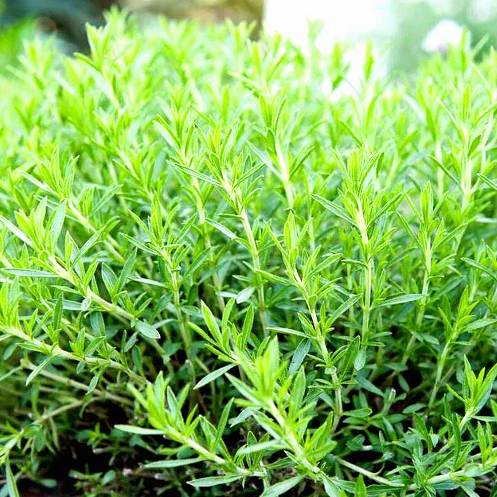 Tarragon Seeds - 200+ Non-GMO Heirloom Herb Seeds for Culinary & Garden, Artemisia dracunculus