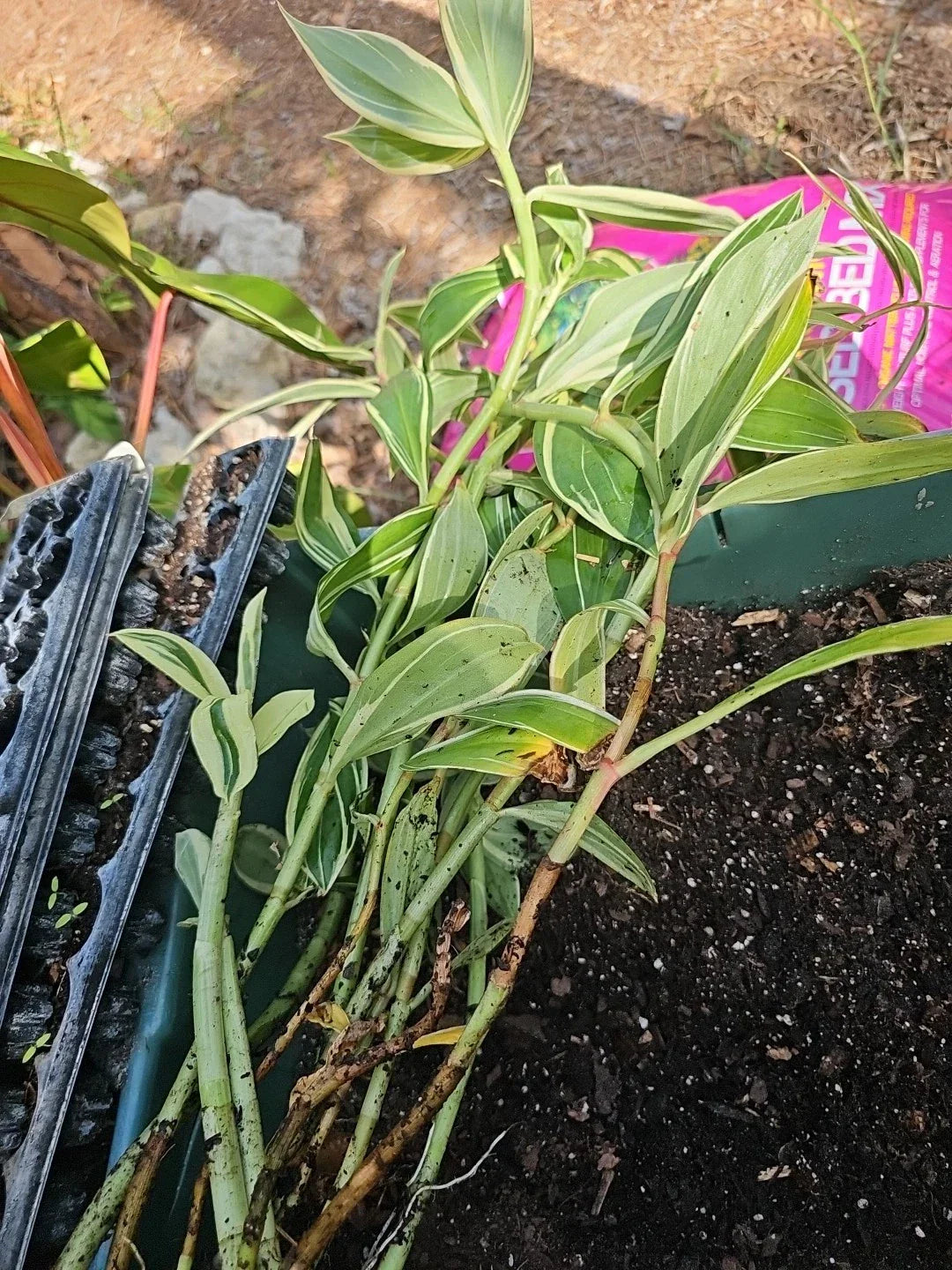 Costus speciosus Variegated Spiral Flag Ginger Live Potted Plant 10"