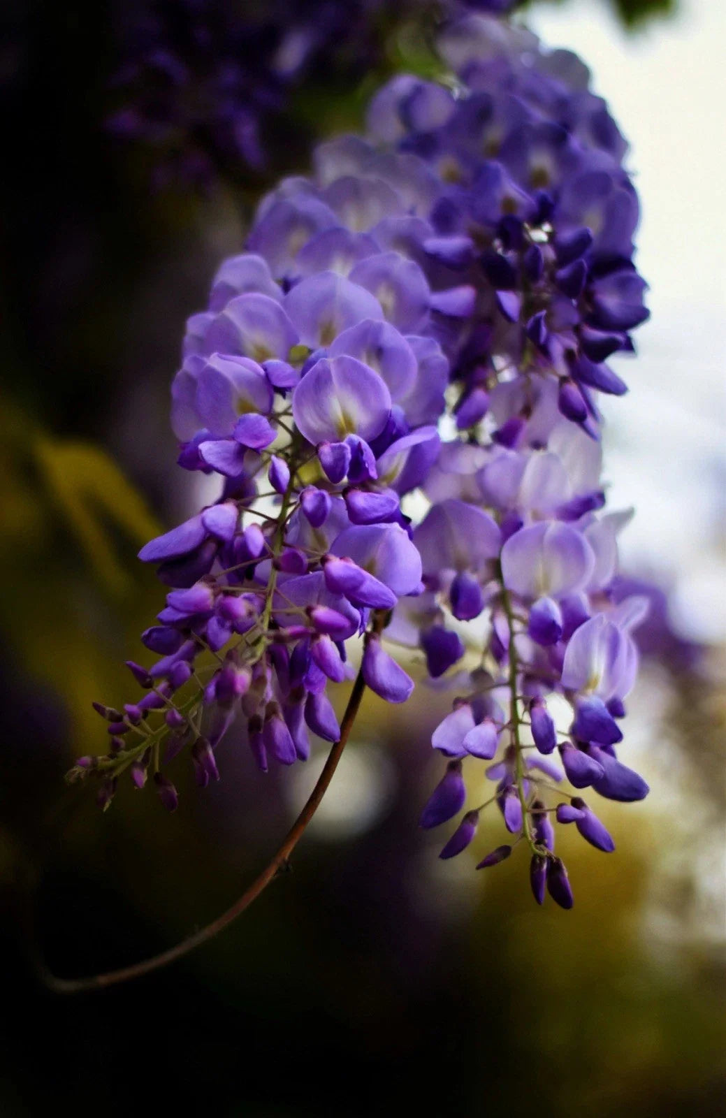 Live Wisteria Plants - 3 Healthy Cuttings with Roots - Deciduous Climbing Vine - Wisteria sinensis