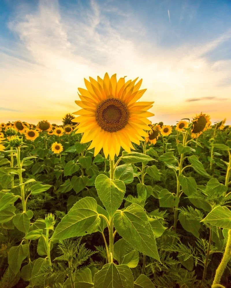 Mammoth Sunflower Seeds - Helianthus annuus - Giant 5 oz Planting Seeds for Tall Sunflowers in Garden