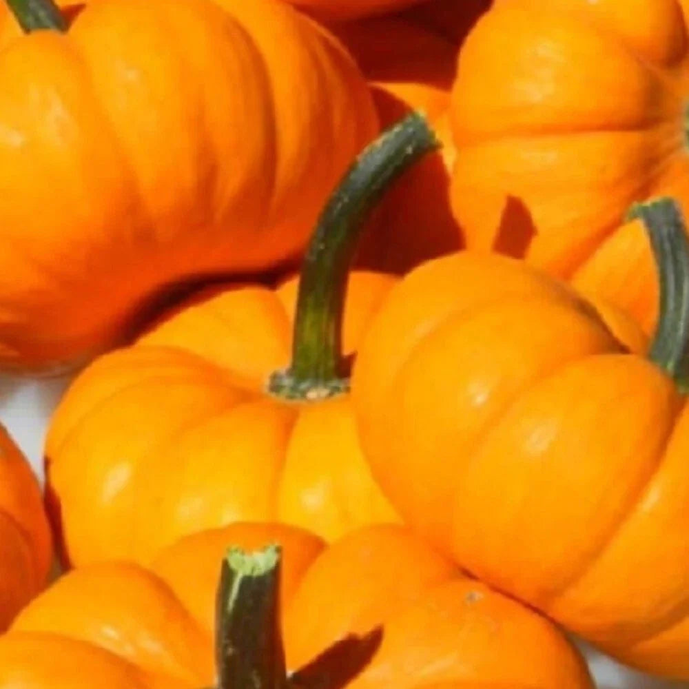 Jack Be Little Pumpkin Seeds | Non-GMO Heirloom Cucurbita pepo | Compact Bush Plant for Small Gardens & Containers