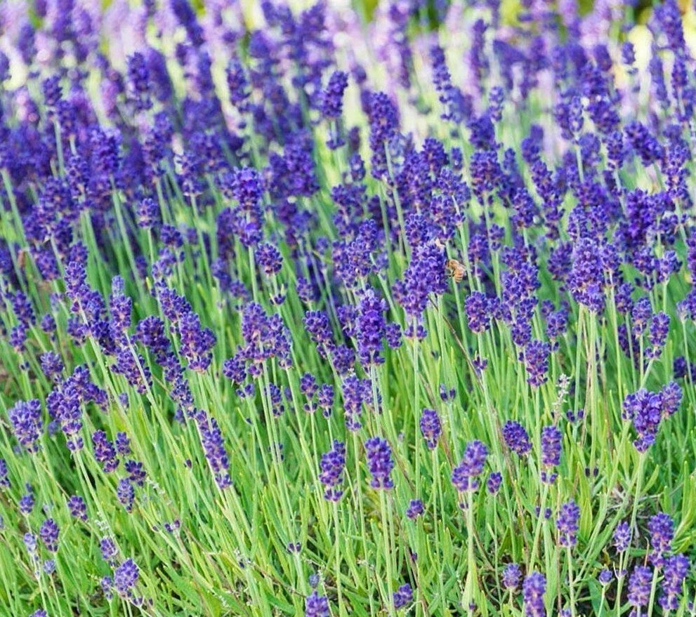 Lavender Seeds 100+ Perennial Herb Plants Purple Aroma Culinary Lavandula angustifolia