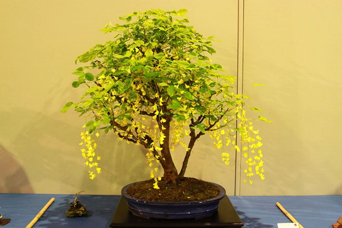 Dwarf Golden Raintree Seeds - Ornamental Bonsai Koelreuteria paniculata - 10 Pack - Easy to Grow & Attracts Pollinators