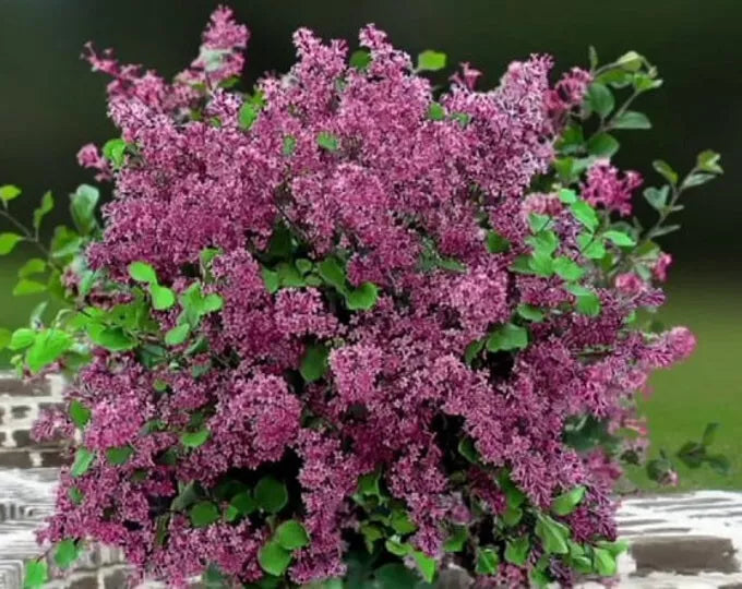 Red Pixie Lilac Live Plant - Bare Root, Aromatic Red-Pink Blooms, Dwarf Shrub Syringa pubescens subsp. julianae