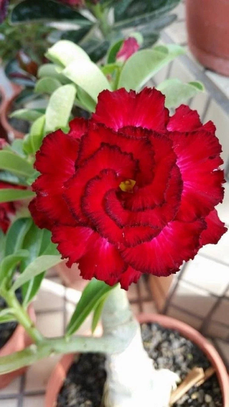 Desert Rose Seeds - 4 Red Black Tips Adenium Obesum - Exotic Perennial Flower Seeds for Indoor & Outdoor Gardens