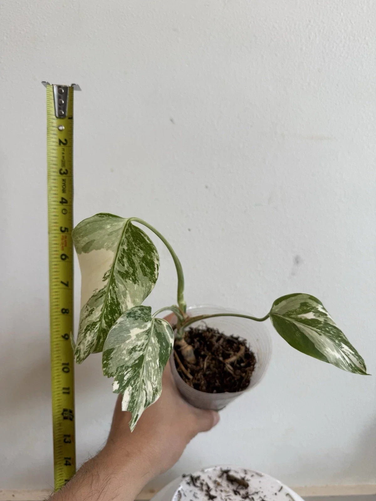 Rooted Variegated Monstera Albo Borsigiana Plant - Rare Indoor Tropical Houseplant