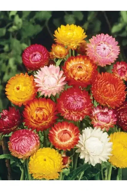 Strawflower Seeds Tall Double Mix – Helichrysum bracteatum – Vibrant Flowers for Garden & Cut Arrangements