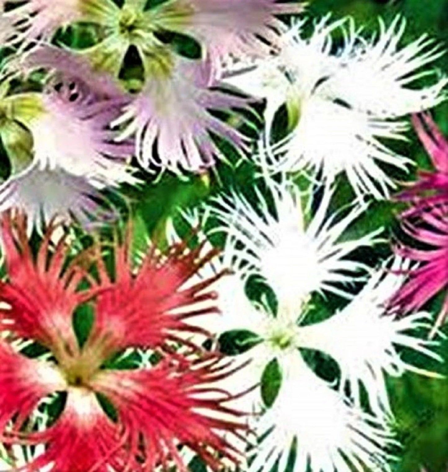 Fringed Flower Seeds Assorted Mix, 200 Seeds for Garden Beds & Borders, Annuals, Attracts Pollinators