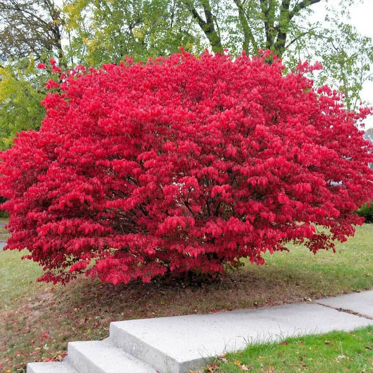 Burning Bush Plants Bare Root 4+ Inches Euonymus alatus Vibrant Red Foliage for Landscaping Gardens