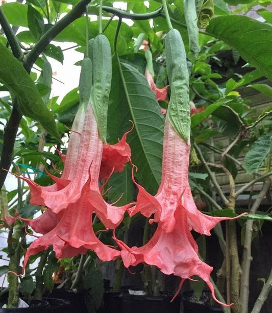 10 Angel Trumpet Seeds - Summer Rose Brugmansia Datura Flower Seeds for Garden, Container, Pollinator Attracting, USA Grown