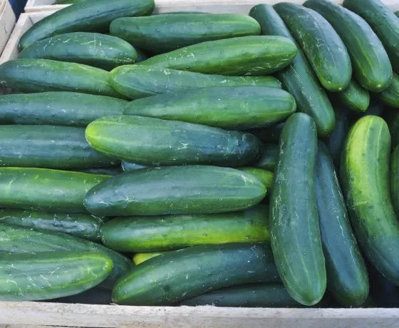 Cucumber Seeds - Early Spring Burpless Variety - Fresh Non-GMO Seeds for Planting