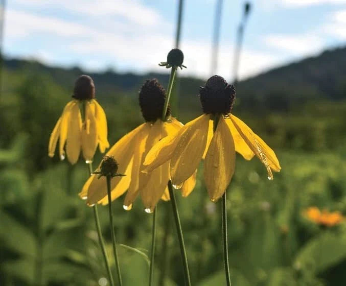 Weeping Coneflower Seeds 100 Pack - Ratibida pinnata Native Wildflower for Garden Planting