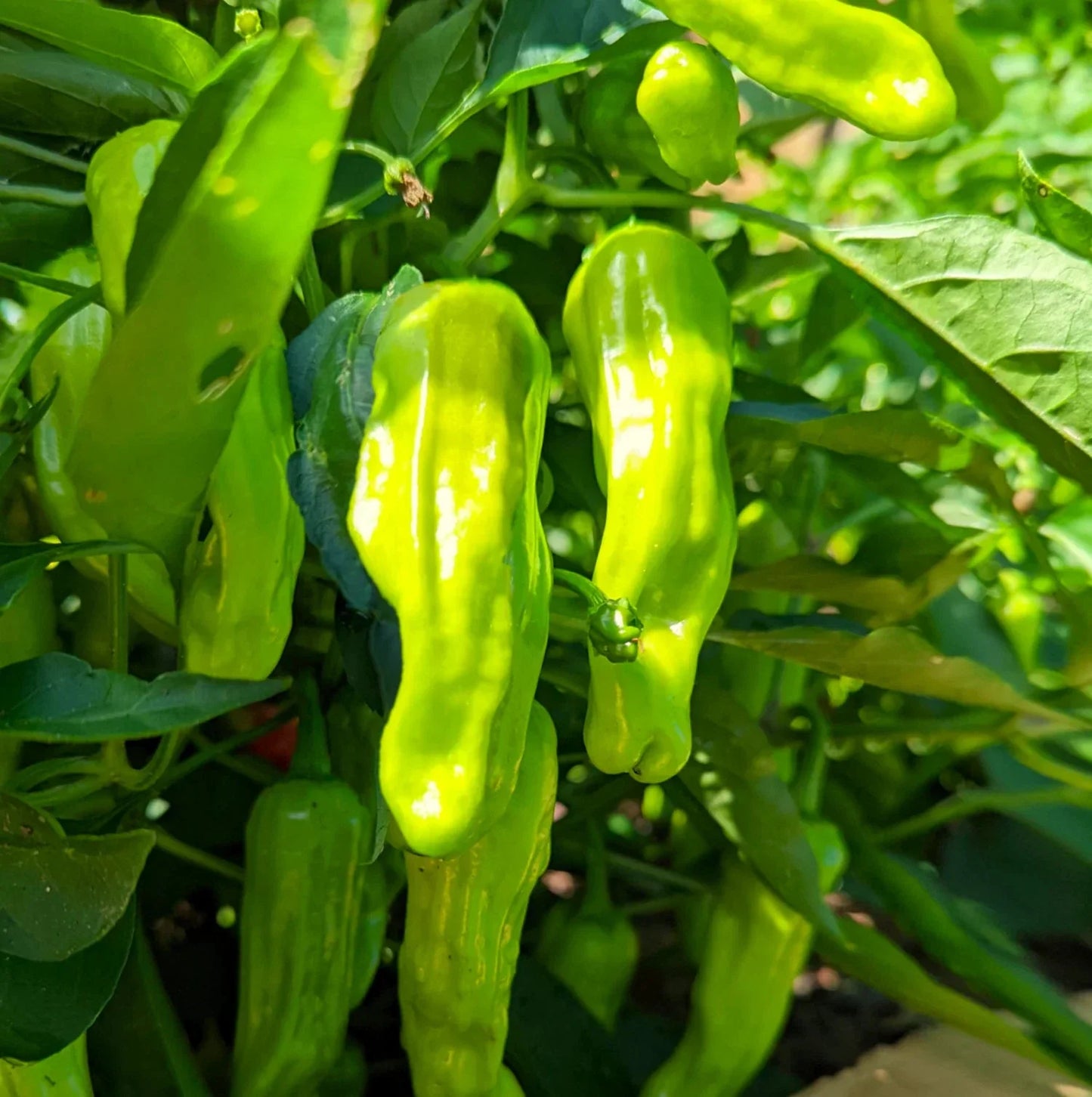 Shishito Pepper Seeds - 50 Pack, Mild Green Japanese Chili, Capsicum annuum, Garden, Non-GMO, Container Friendly