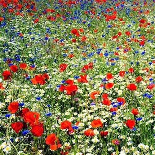 Wildflower Seed Mix - 200 Seeds - Red, White, Blue Native Wildflowers for Pollinators