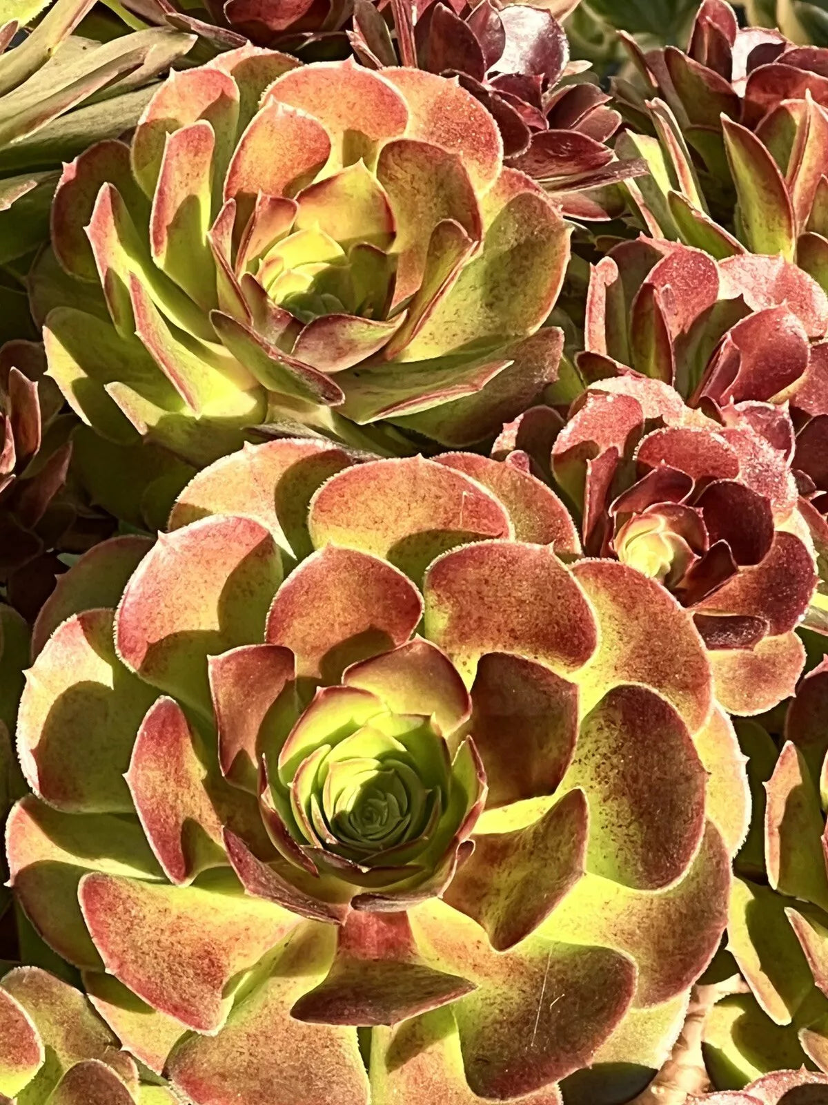 Aeonium Cutting 4" Purdy Variety Succulent Plant - Aeonium 'Plum Purdy' Rosette