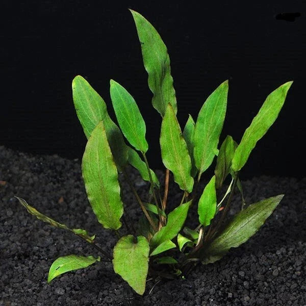 Cryptocoryne Wendtii 'Green' - Easy Live Aquarium Pond Plant