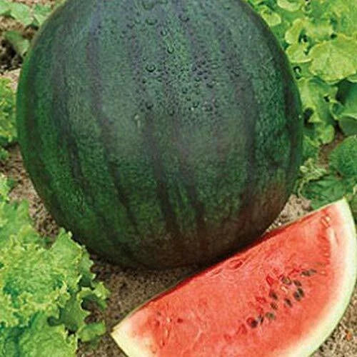 Sugar Baby Watermelon Seeds | Heirloom Non-GMO Citrullus lanatus | 20 Seeds