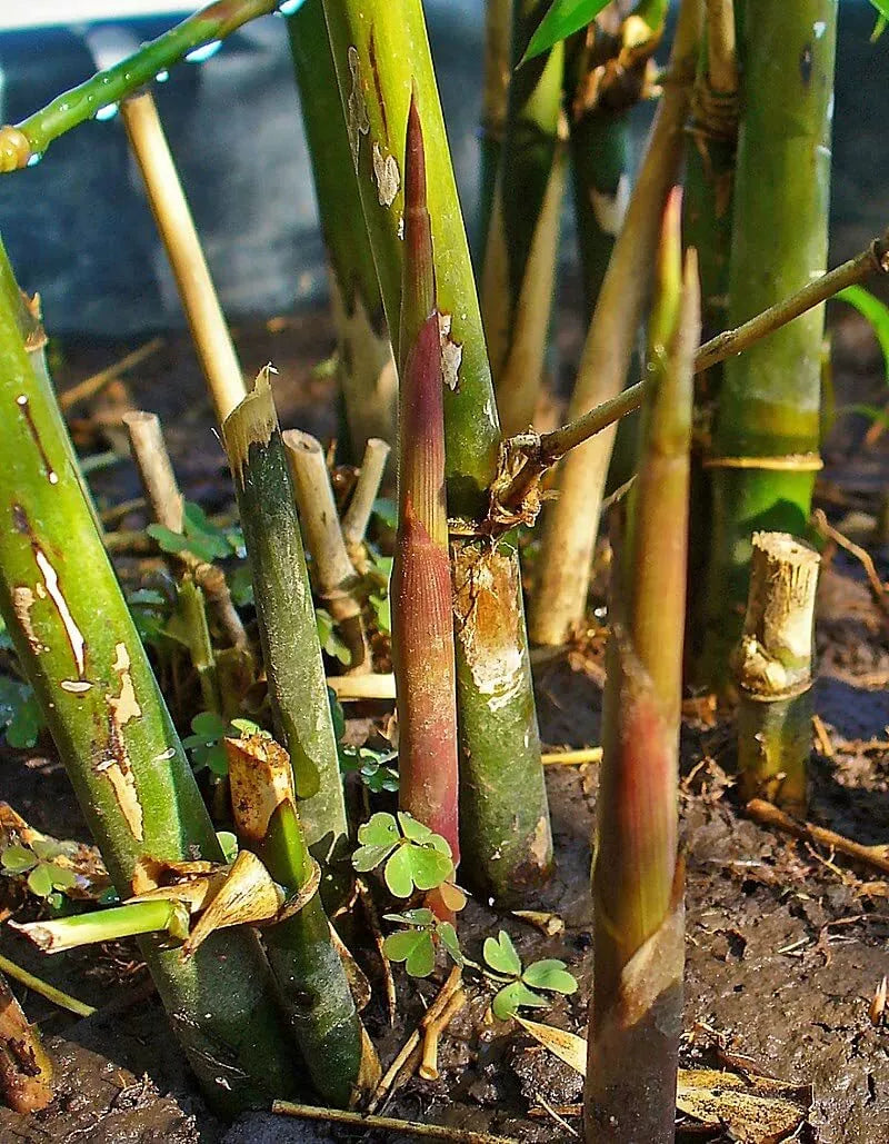 Spiny Bamboo Seeds - 20+ Seeds - Bambusa Arundinacea - Fast-Growing Ornamental Bamboo for Privacy Screens