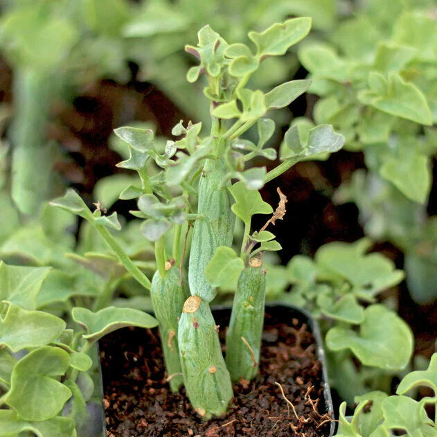 Senecio Articulatus Candle Plant - 4" Potted Rare Succulent