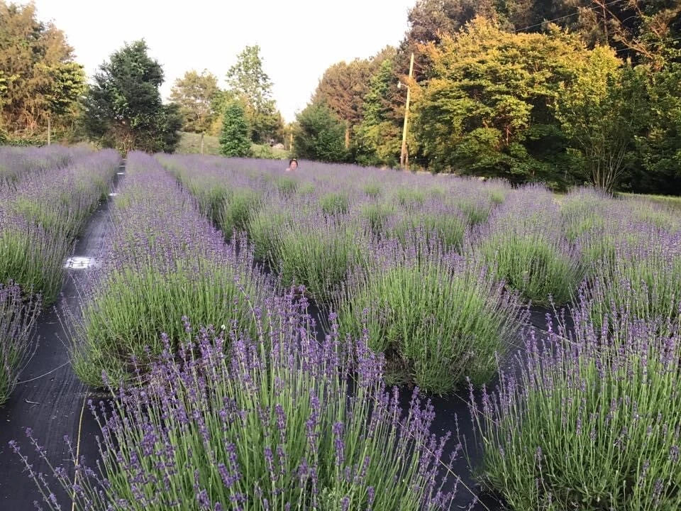 Lavender Live Plants - Well Rooted Plugs - Aromatic Herb - Lavandula angustifolia