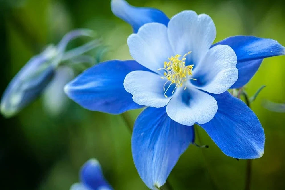 Blue Colorado Columbine Flower Seeds - 100 Non-GMO Aquilegia caerulea Perennial Seeds