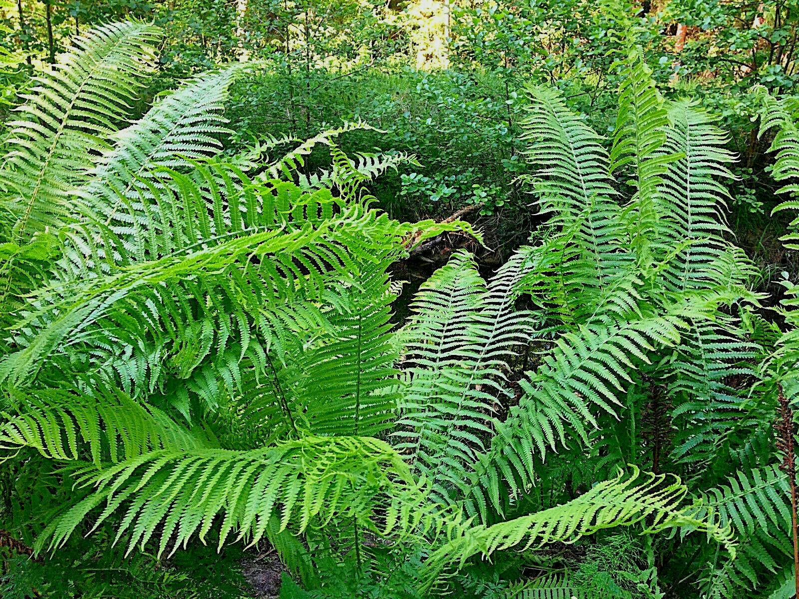 Western Sword Fern Seeds (Spore) - Polystichum munitum, Hardy to -4°F, Large 3' x 3'+, Shade-loving, Moist Soil, Erosion Control