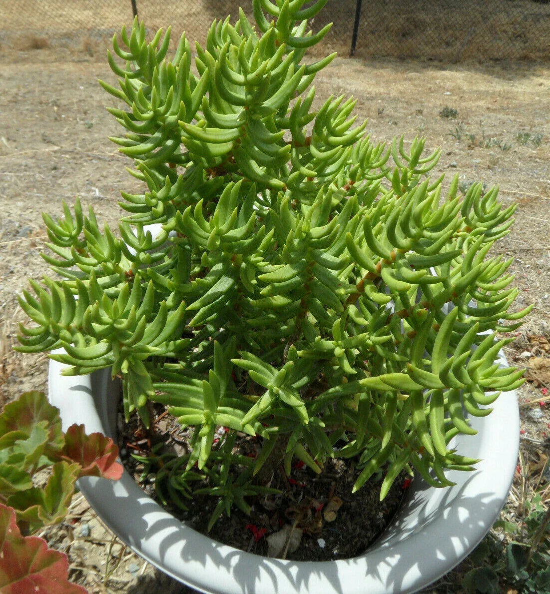 Crassula Tetragona Mini Pine Tree Succulent Cuttings Lot of 5 - Indoor Decorative Plants, Easy Care, Low Maintenance